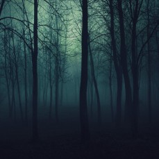 night-forest-trees-in-the-at-389831