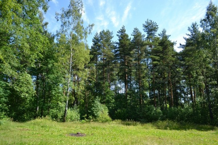4739112-russian-nature-pine-forest-in-summer