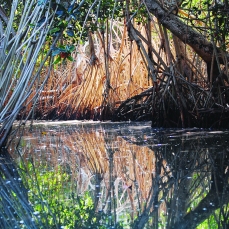 Thick-mangroves-line-the-dinghy-jungle-tour-at-Tenacatita