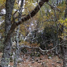 turkish oak grove