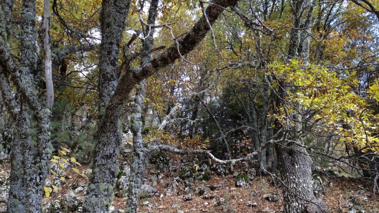 turkish oak grove